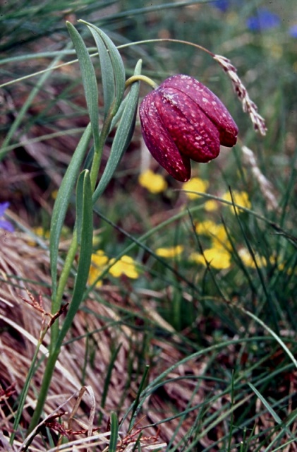 Fritillaria burnatii / Fritillaria di Burnat